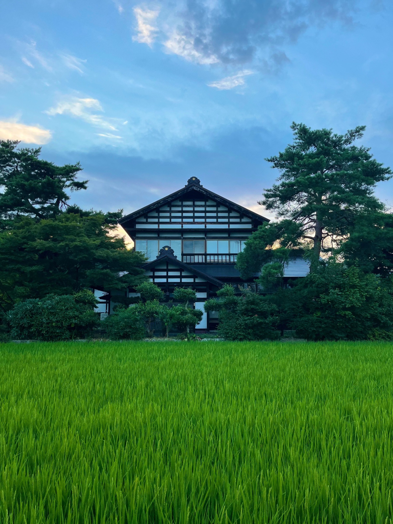 Traditional Japanese kominka farmhouse behind a bright green rice field at dusk