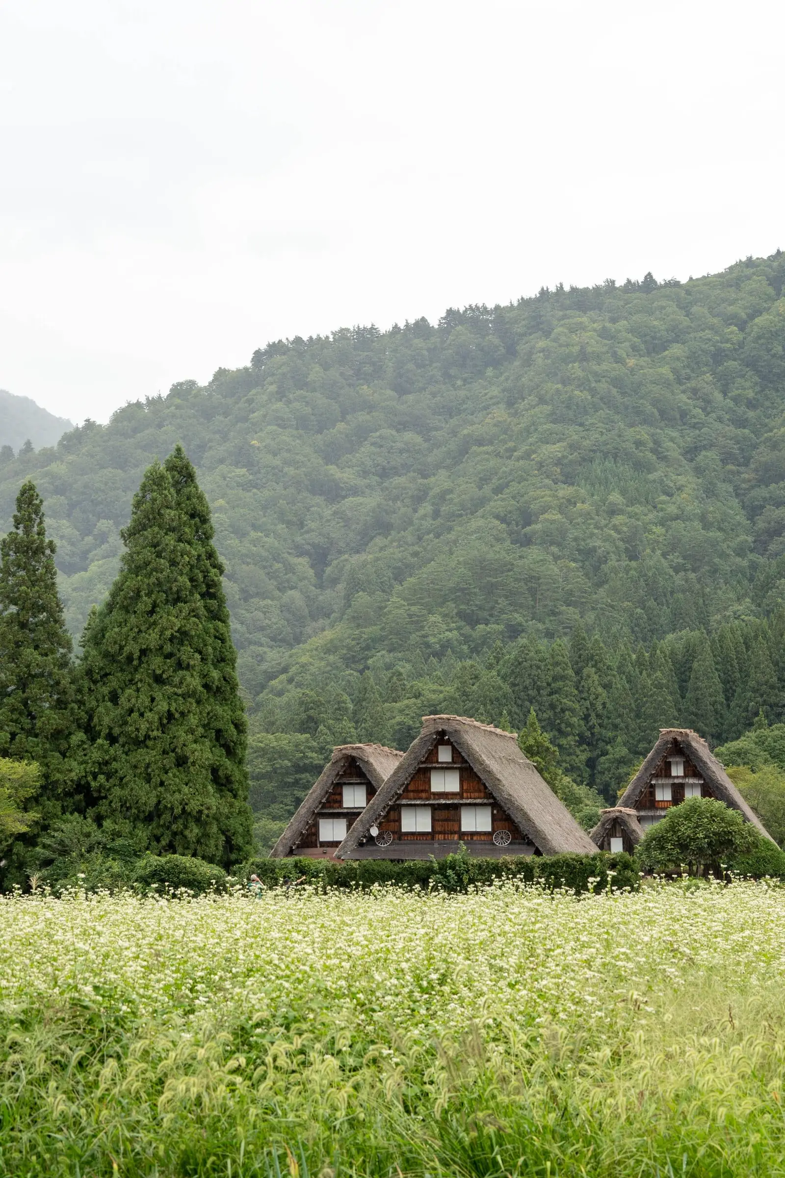 Traditional Japanese houses in a rural village surrounded by fields